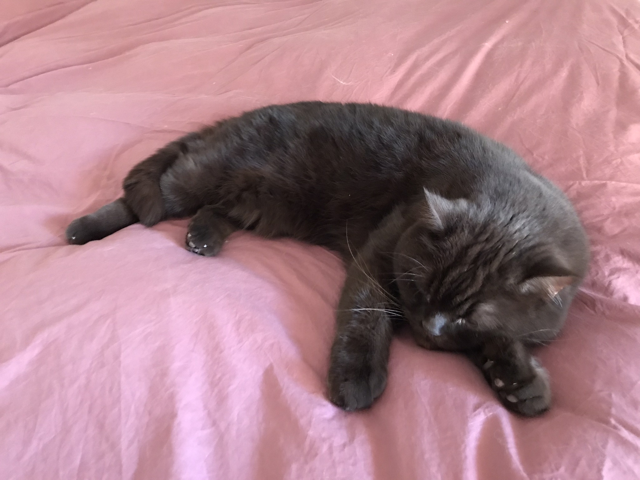 Image of Alain Lonzela