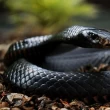 Image de Blackmamba Delabas
