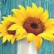 Image de Daisy Reuse