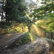 Image de Linotte