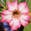 Image of Lola Natalie