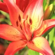Image de Lys De Koninck