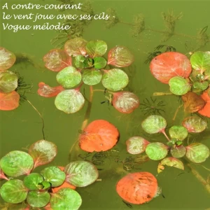 Image de Mélodie