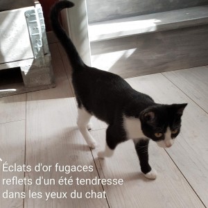 Image de Petit chaton d'amour