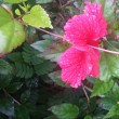Image de Rose Rose