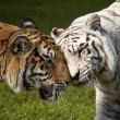 Image de Tom Dups